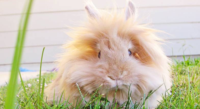 Orange Lionhead Rabbit Orange Lionhead Rabbit