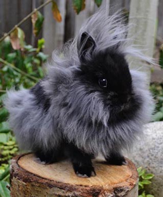 Lionhead Rabbit Black