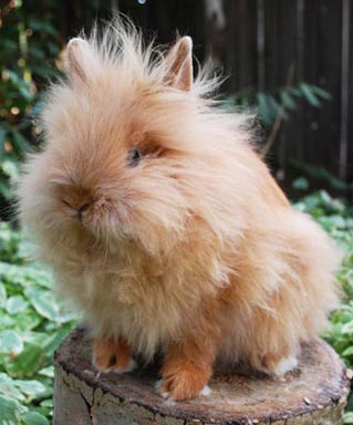 Red lionhead rabbit Lionhead Rabbit Red